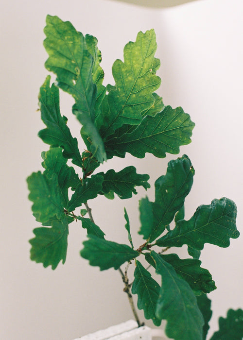 Single Form Bracelet